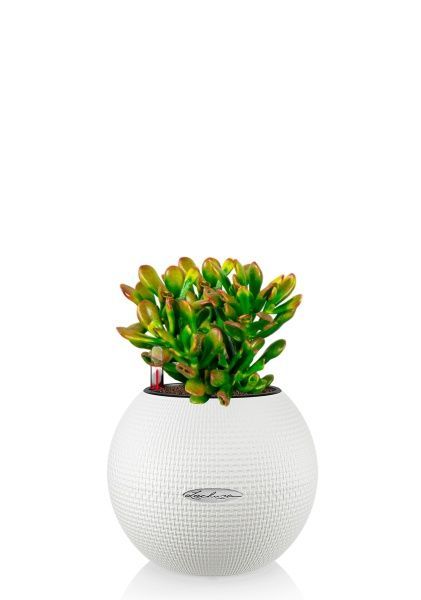 Крассула микс в PURO 20