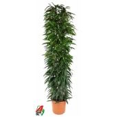 Фикус Биннендийка Али колонна d35 см h200 см