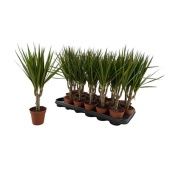 Драцена Маргината 1 ствол d9 см h40 см