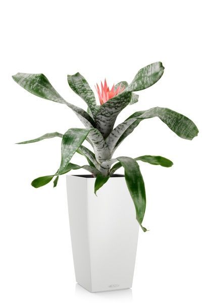 Эхмея 17/50 см в CUBICO COLOR 22