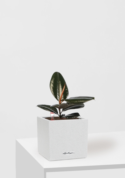 Фикус Эластика Абиджан 12/35 см в CANTO STONE 14 Фикус Эластика Абиджан 12/35 см в CANTO STONE 14