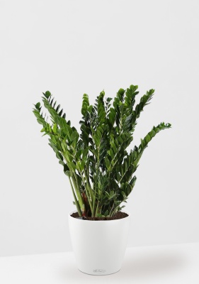 Замиокулькас 30/110 в CLASSICO 43, белый