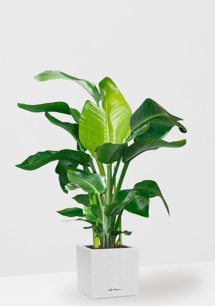 Стрелиция Николай 27/140 см в CANTO STONE LOW 40 Стрелиция Николай 27/140 см в CANTO STONE LOW 40