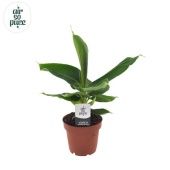 Банан Oriental Dwarf d12 см h35 см тип 3