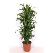 Драцена Джанет Крейг бранч разветвленная d30 см h150 см тип 2 Драцена Джанет Крейг бранч разветвленная d30 см h150 см тип 2