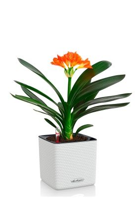 Кливия Оранж 13/50 см в CUBE COLOR 14, белый