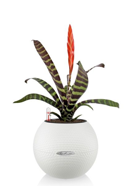 Вриезия тигровая в PURO 20 Вриезия тигровая в PURO 20