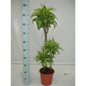 Драцена Лемон Сюрприз 3 ствола d21 см h105 см