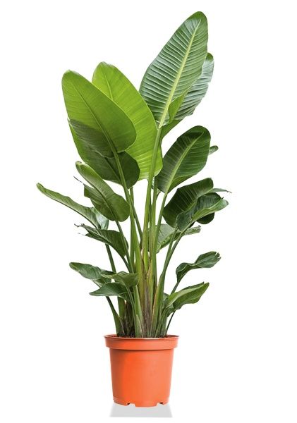 Стрелиция Августа 40/250 см