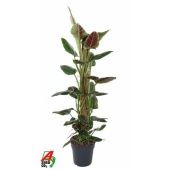 Филодендрон Subastiana Mosspole d24 см h120 см Филодендрон Subastiana Mosspole d24 см h120 см