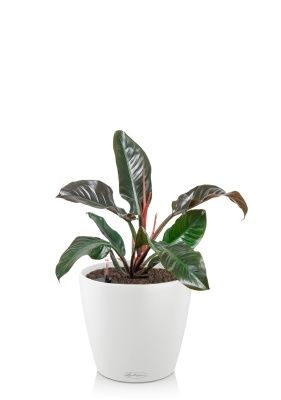 Филодендрон Империал Ред 19/60 см в CLASSICO 18, белый Филодендрон Империал Ред 19/60 см в CLASSICO 18, белый