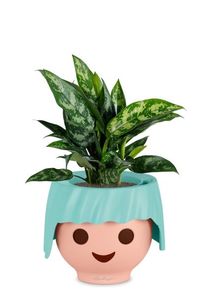 Аглаонема Мария в OJO