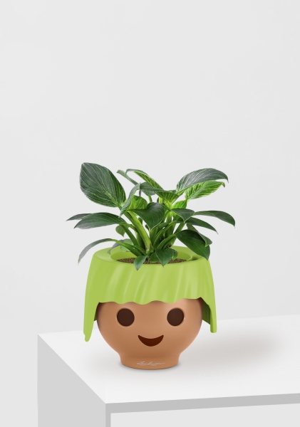 Филодендрон Биркин 12/30 см в OJO Филодендрон Биркин 12/30 см в OJO