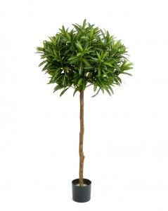 Кротон Голдфингер зонтичный