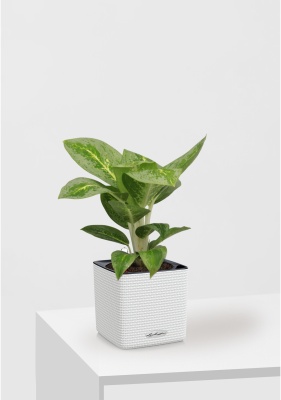 Аглаонема Лемон Минт 12/40 см в CUBE Color 16