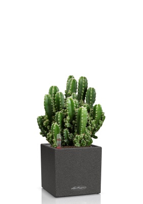 Кактус Цереус Полина 10/20 см в CANTO STONE 14