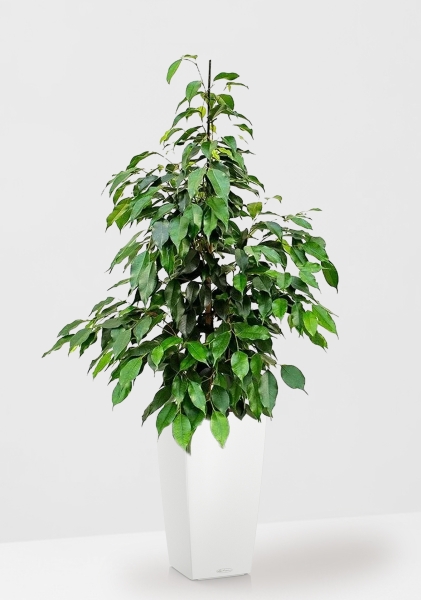 Фикус Бенджамина Экзотика 27/150 см в CUBICO COLOR 30 Фикус Бенджамина Экзотика 27/150 см в CUBICO COLOR 30