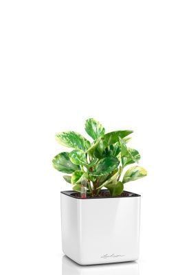 Пеперомия Уса 12/25 см в CUBE GLOSSY 14, белый блестящий Пеперомия Уса 12/25 см в CUBE GLOSSY 14, белый блестящий