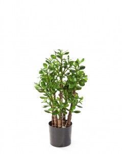 Крассула (денежное дерево)