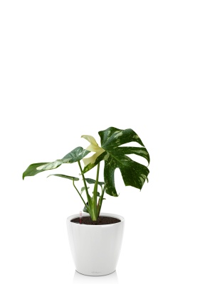 Монстера Делициоза вариегатная 15/45 см тип 1 в CLASSICO LS 21, белый блестящий