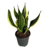 Сансевиерия Суперба d17 см h45 см