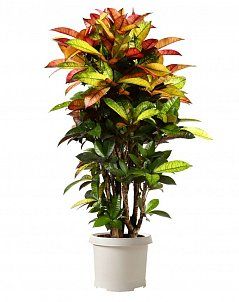 Кротон Миссис Айстон 30/150 см