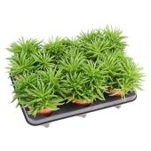 Пеперомия Хэппи Бин d12 см h15 см