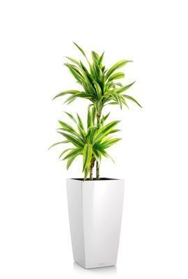 Драцена Лемон Лайм 2 ствола 19/90 см в CUBICO 30, белый блестящий Драцена Лемон Лайм 2 ствола 19/90 см в CUBICO 30, белый блестящий