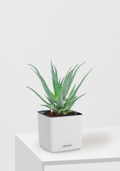 Алоэ 12/30 см в CUBE COLOR 14 Алоэ 12/30 см в CUBE COLOR 14