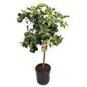 Цитрус Лимон на стволе d26 см h120 см