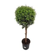 Мирт d19 см h80 см Мирт d19 см h80 см