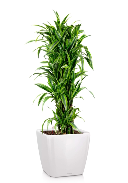 Драцена Лемон Лайм бранч 34/160 см в QUADRO LS 43