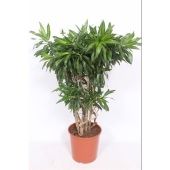 Драцена Песнь Ямайке бранч d30 см h120 см