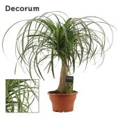 Нолина 1 ствол (декорум) d19 см h55 см тип 2