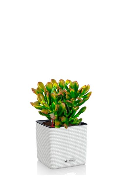 Крассула микс в CUBE COLOR 14