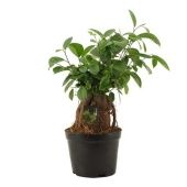 Фикус Гинсенг бонсай d14 см h35 см Фикус Гинсенг бонсай d14 см h35 см