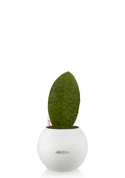 Сансевиерия Масониана Виктория 12/40 см в PURO 20