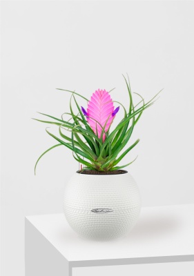 Тилландсия Анита PURO 20, белый