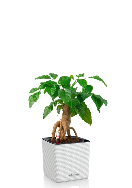 Радермахера бонсай 12/30 см в CUBE Color 16