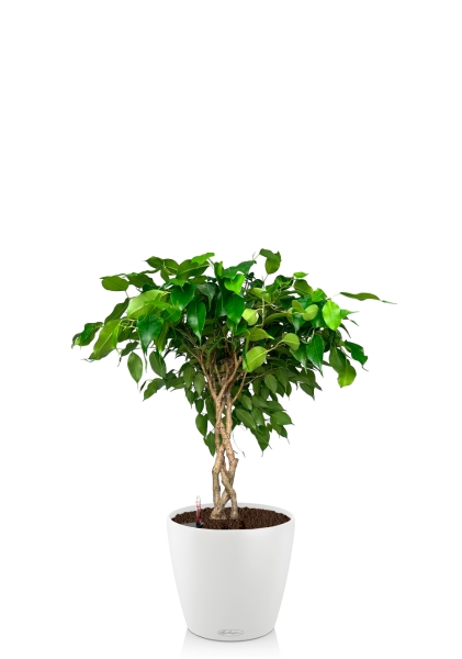 Фикус Бенджамина Тарана 12/40 см в CLASSICO COLOR 18