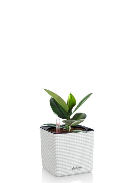 Фикус Эластика Робуста 9/20 см в CUBE COLOR 14 Фикус Эластика Робуста 9/20 см в CUBE COLOR 14