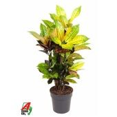 Кротон Кодиеум Миссис Айстон бранч d19 см h60 см