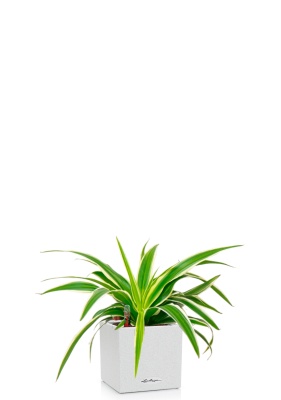 Хлорофитум Айриш 12/30 см в CANTO STONE 14, песочный белый