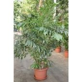 Кариота Митис d50 см h230 см