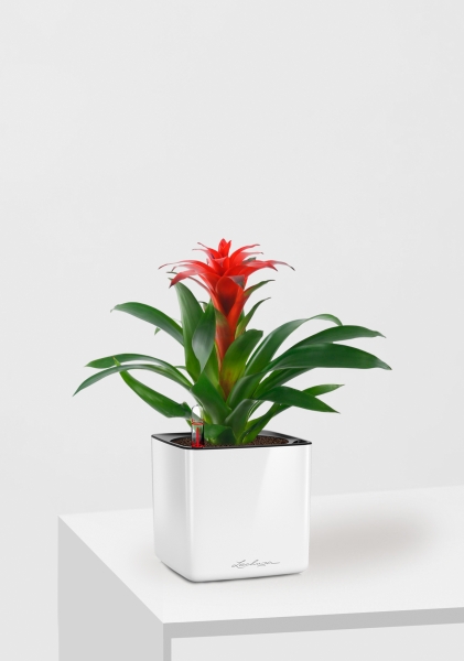 Гузмания Калипсо красная 12/40 см в CUBE GLOSSY 14