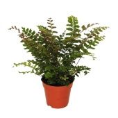 Дидимохлена усеченная Трункатула d12 см h30 см Дидимохлена усеченная Трункатула d12 см h30 см