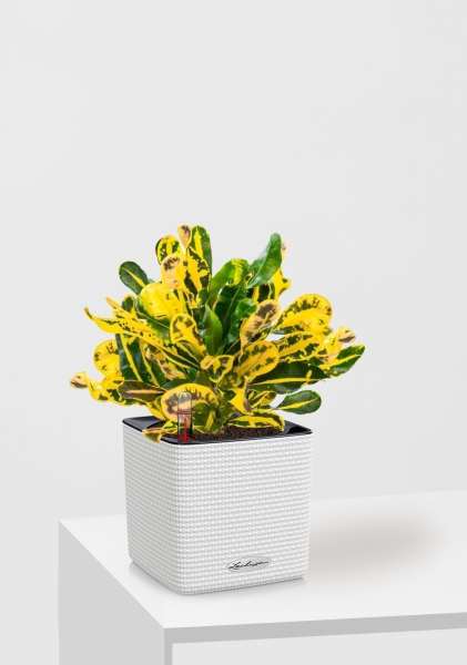 Кротон Еллоу 12/30 см в CUBE COLOR 14 Кротон Еллоу 12/30 см в CUBE COLOR 14