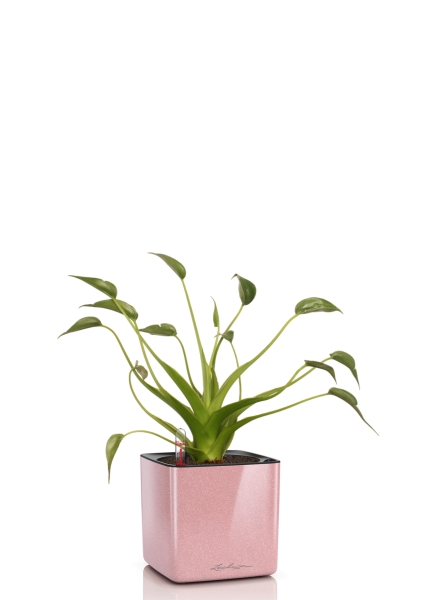 Алоказия Тину Дансер 12 см в CUBE Glossy Kiss 14