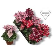 Цикламен Djix Mix d10.5 см h20 см Цикламен Djix Mix d10.5 см h20 см