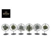 Тилландсия Ring Mix (medium) d14 см h30 см